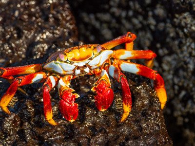 Galapogous-2014-7917