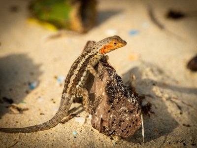 Galapogous-2014-7948