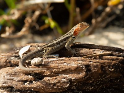 Galapogous-2014-7958