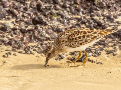 Galapogous-2014-7965