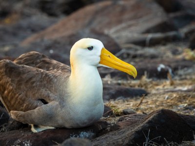 Galapogous-2014-8001