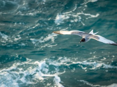 Galapogous-2014-8019