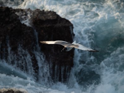 Galapogous-2014-8024