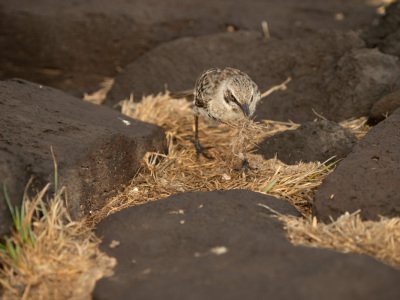 Galapogous-2014-8043