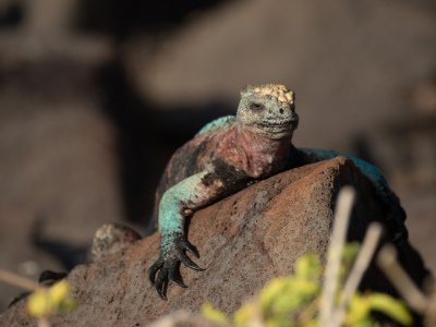 Galapogous-2014-8146