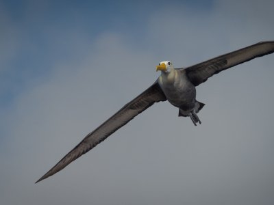 Galapogous-2014-8155