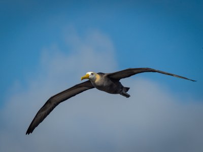 Galapogous-2014-8186