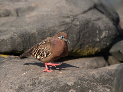 Galapogous-2014-8369