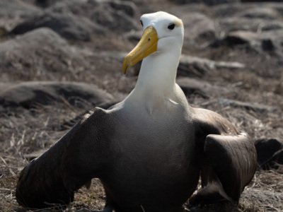 Galapogous-2014-8568