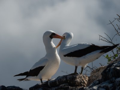 Galapogous-2014-8697