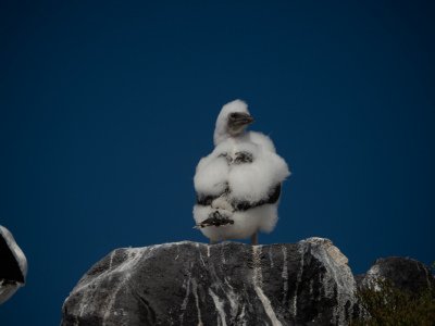 Galapogous-2014-8739