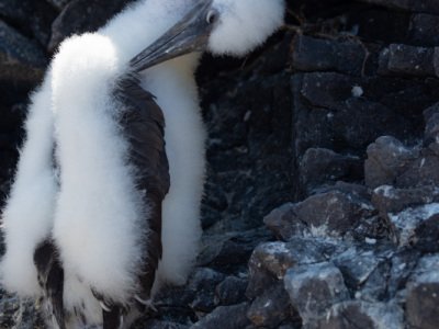 Galapogous-2014-8767