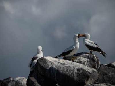 Galapogous-2014-8774