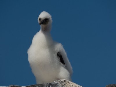 Galapogous-2014-8858