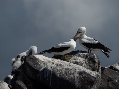 Galapogous-2014-8890