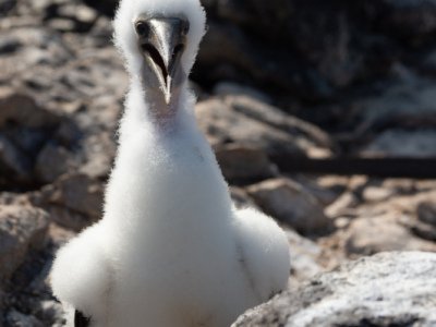 Galapogous-2014-8924