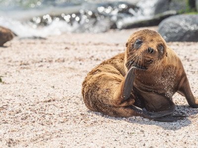 Galapogous-2014-9056