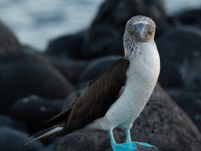 Galapogous-2014-9140