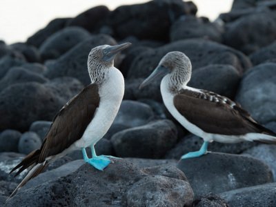 Galapogous-2014-9151