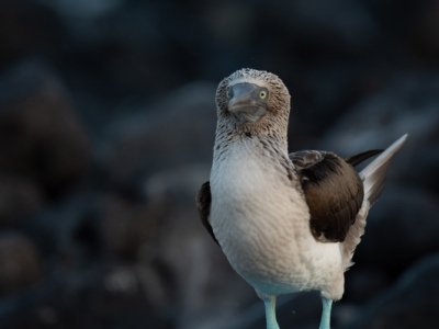 Galapogous-2014-9180