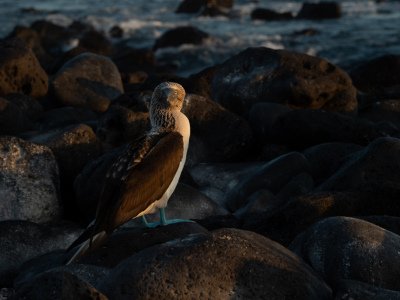 Galapogous-2014-9235