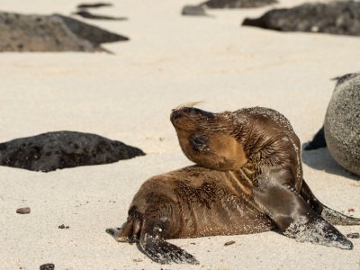 Galapogous-2014-9929