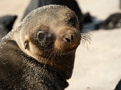 Galapogous-2014-9949