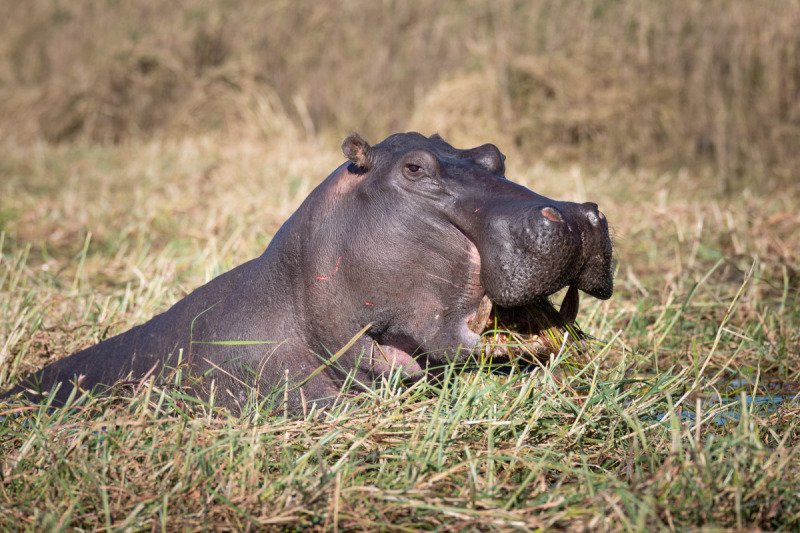 Chobe-River-2018-2397