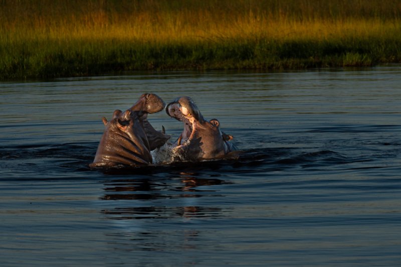 Duba-plains-2013-798-Edit