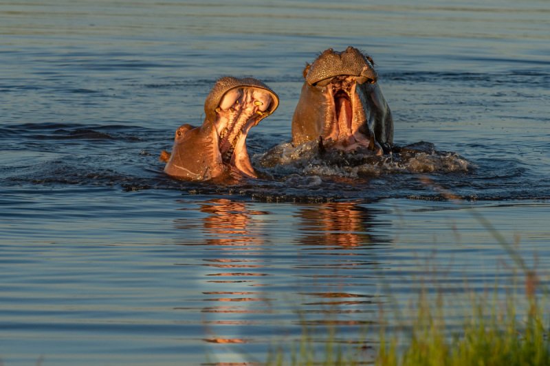 Duba-plains-2013-807-Edit