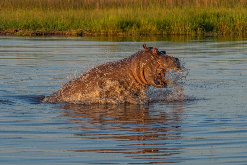 Duba-plains-2013-827-Edit