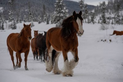 Colorado-2019-110