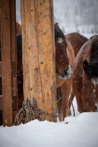 Colorado-2019-4922