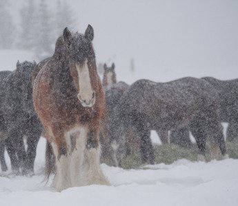 1_Colorado-2019-5269