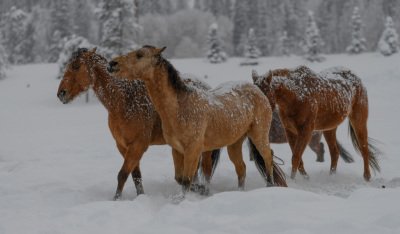 Colorado-2019-5840