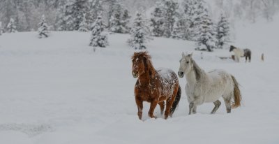 Colorado-2019-5856