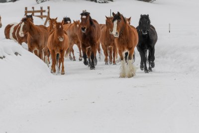 Colorado-2019-307