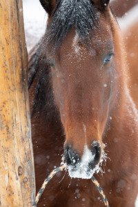 Colorado-2019-4879