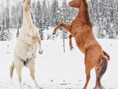 Colorado-2019-1243