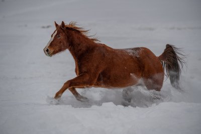 Colorado-2019-4358