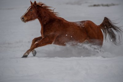 Colorado-2019-4364