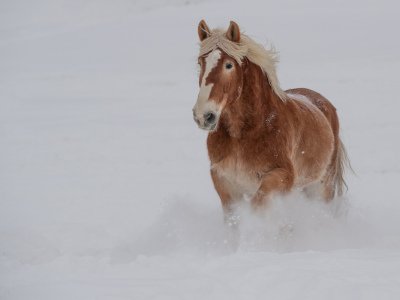 Colorado-2019-4399