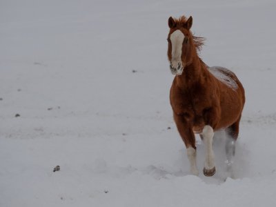 Colorado-2019-4443