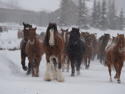 Colorado-2019-4625