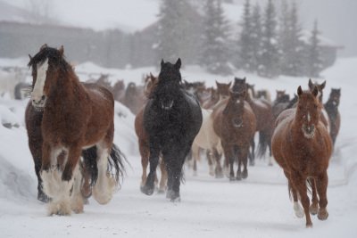 Colorado-2019-4629