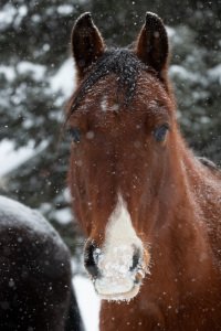 Colorado-2019-4784