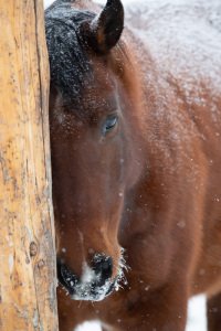 Colorado-2019-4888