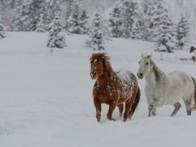 Colorado-2019-5856