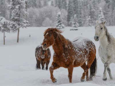 Colorado-2019-5873