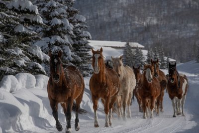 Colorado-2019-6185